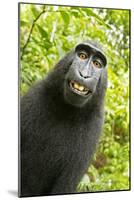 Monkey Selfie-David Slater-Mounted Photographic Print