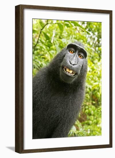 Monkey Selfie-David Slater-Framed Photographic Print