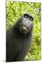 Monkey Selfie-David Slater-Mounted Photographic Print