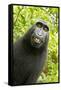 Monkey Selfie-David Slater-Framed Stretched Canvas