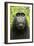 Monkey Selfie-David Slater-Framed Photographic Print