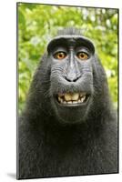 Monkey Selfie-David Slater-Mounted Photographic Print