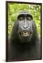 Monkey Selfie-David Slater-Framed Photographic Print