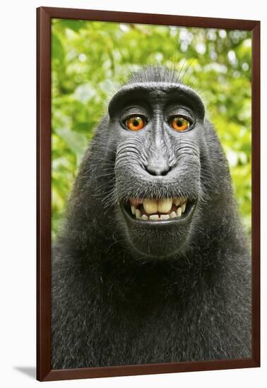 Monkey Selfie-David Slater-Framed Photographic Print