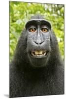 Monkey Selfie-David Slater-Mounted Premium Photographic Print