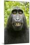 Monkey Selfie-David Slater-Mounted Premium Photographic Print