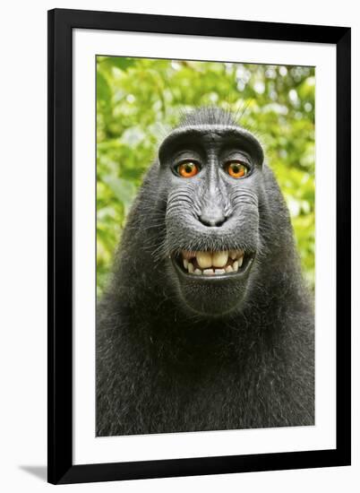 Monkey Selfie-David Slater-Framed Premium Photographic Print