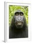 Monkey Selfie-David Slater-Framed Photographic Print