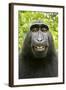 Monkey Selfie-David Slater-Framed Photographic Print