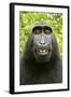 Monkey Selfie-David Slater-Framed Photographic Print