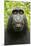 Monkey Selfie-David Slater-Mounted Photographic Print