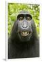 Monkey Selfie-David Slater-Framed Premium Photographic Print