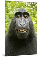 Monkey Selfie-David Slater-Mounted Premium Photographic Print