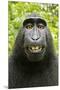 Monkey Selfie-David Slater-Mounted Premium Photographic Print