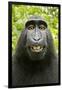 Monkey Selfie-David Slater-Framed Premium Photographic Print