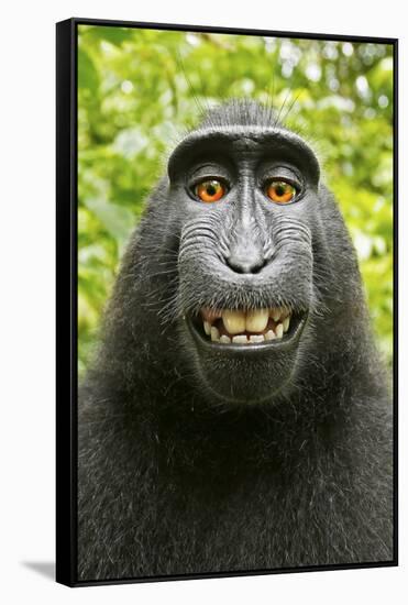 Monkey Selfie-David Slater-Framed Stretched Canvas