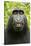 Monkey Selfie-David Slater-Stretched Canvas