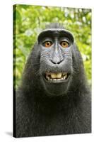 Monkey Selfie-David Slater-Stretched Canvas