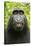 Monkey Selfie-David Slater-Stretched Canvas