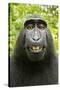 Monkey Selfie-David Slater-Stretched Canvas