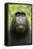 Monkey Selfie-David Slater-Framed Stretched Canvas