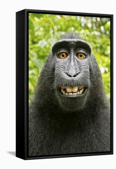 Monkey Selfie-David Slater-Framed Stretched Canvas