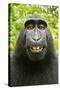 Monkey Selfie-David Slater-Stretched Canvas