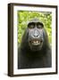 Monkey Selfie-David Slater-Framed Premium Photographic Print