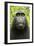 Monkey Selfie-David Slater-Framed Premium Photographic Print