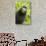 Monkey Selfie-David Slater-Stretched Canvas displayed on a wall