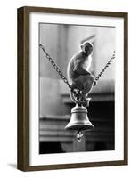 Monkey Sitting on a Durga Temple Bell, Varanasi, Uttar Pradesh, India, 1982-null-Framed Photographic Print