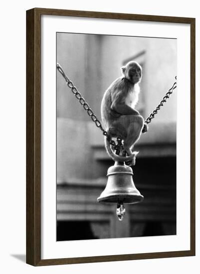 Monkey Sitting on a Durga Temple Bell, Varanasi, Uttar Pradesh, India, 1982-null-Framed Photographic Print