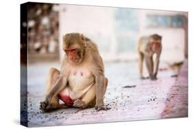 Monkey Spectators During the Flower Holi Festival, Vrindavan, Uttar Pradesh, India, Asia-Laura Grier-Stretched Canvas
