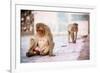 Monkey Spectators During the Flower Holi Festival, Vrindavan, Uttar Pradesh, India, Asia-Laura Grier-Framed Photographic Print