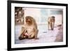 Monkey Spectators During the Flower Holi Festival, Vrindavan, Uttar Pradesh, India, Asia-Laura Grier-Framed Photographic Print