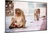 Monkey Spectators During the Flower Holi Festival, Vrindavan, Uttar Pradesh, India, Asia-Laura Grier-Mounted Photographic Print