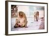 Monkey Spectators During the Flower Holi Festival, Vrindavan, Uttar Pradesh, India, Asia-Laura Grier-Framed Photographic Print