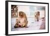 Monkey Spectators During the Flower Holi Festival, Vrindavan, Uttar Pradesh, India, Asia-Laura Grier-Framed Photographic Print