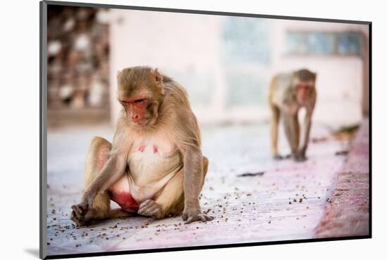 Monkey Spectators During the Flower Holi Festival, Vrindavan, Uttar Pradesh, India, Asia-Laura Grier-Mounted Photographic Print