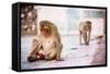 Monkey Spectators During the Flower Holi Festival, Vrindavan, Uttar Pradesh, India, Asia-Laura Grier-Framed Stretched Canvas