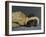 Monkey Still-Life, 2016,-Peter Jones-Framed Giclee Print