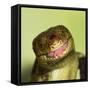 Monkey Tailed Skink-null-Framed Stretched Canvas