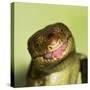 Monkey Tailed Skink-null-Stretched Canvas