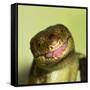 Monkey Tailed Skink-null-Framed Stretched Canvas