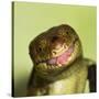 Monkey Tailed Skink-null-Stretched Canvas