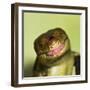 Monkey Tailed Skink-null-Framed Photographic Print