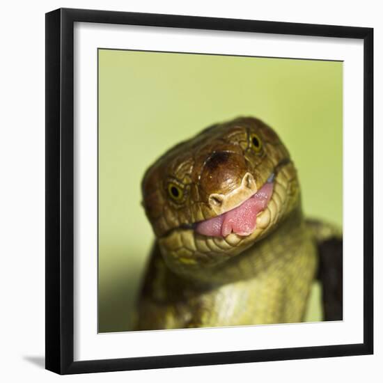 Monkey Tailed Skink-null-Framed Photographic Print