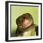 Monkey Tailed Skink-null-Framed Photographic Print