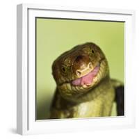 Monkey Tailed Skink-null-Framed Photographic Print