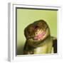 Monkey Tailed Skink-null-Framed Photographic Print